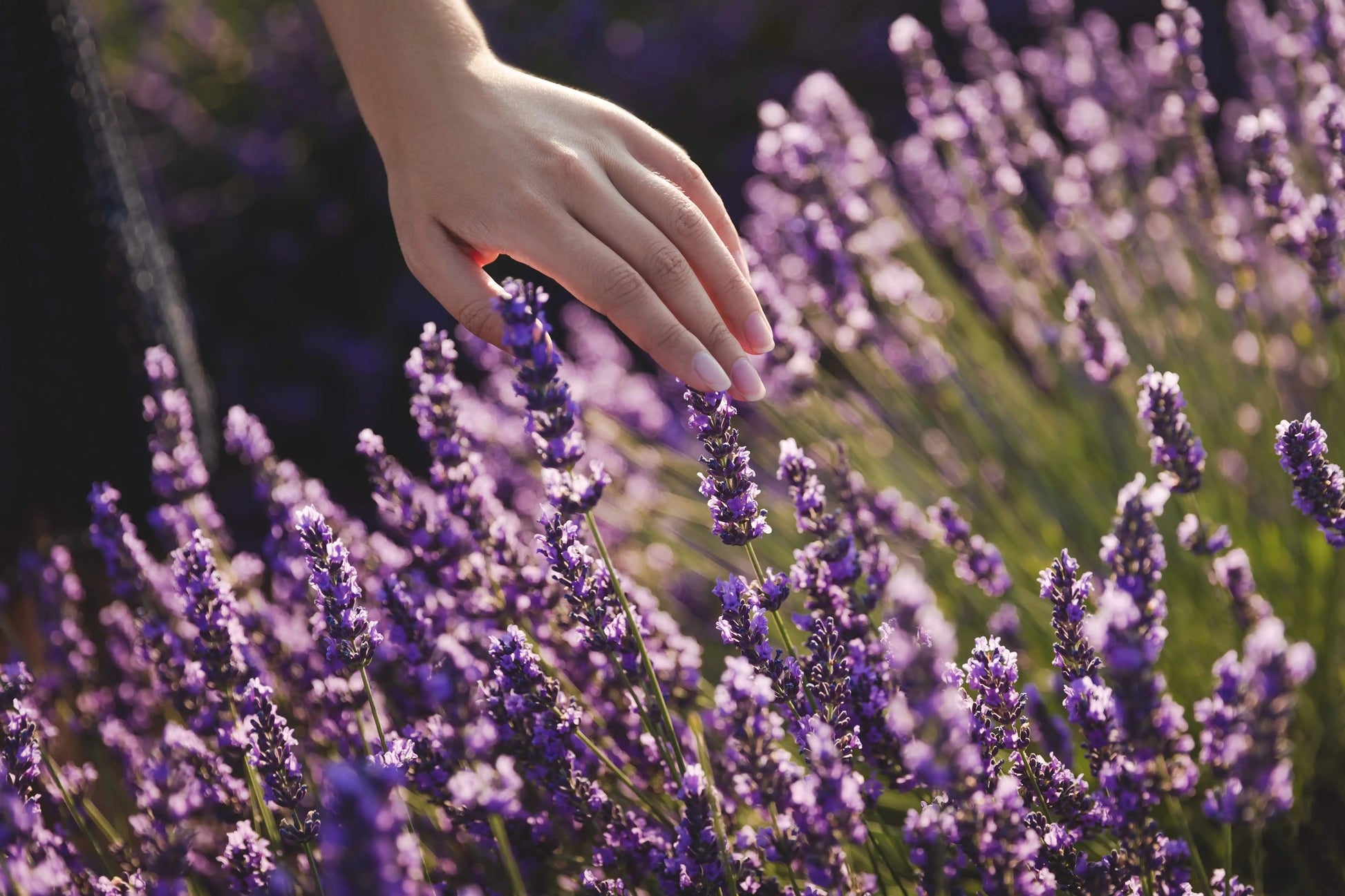 Magnesium Lavender spray Kimberlys Kupboard