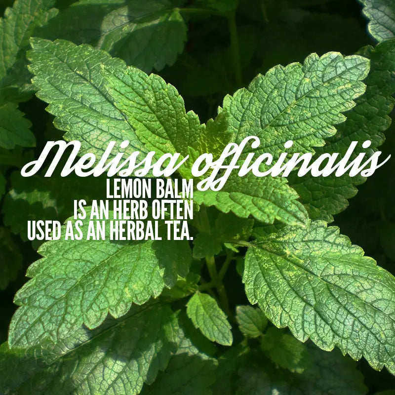 Melissa Tincture--Organic Herbal Extract for Stress, Anxiety and Sadness Kimberlys Kupboard