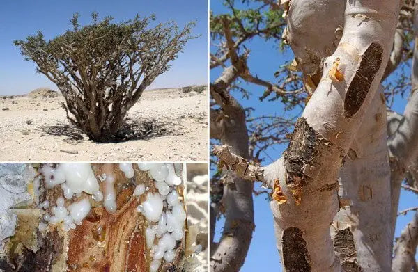 Frankincense Roll-On Essential Oil--for Anxiety and stress, Aromatherapy Kimberlys Kupboard