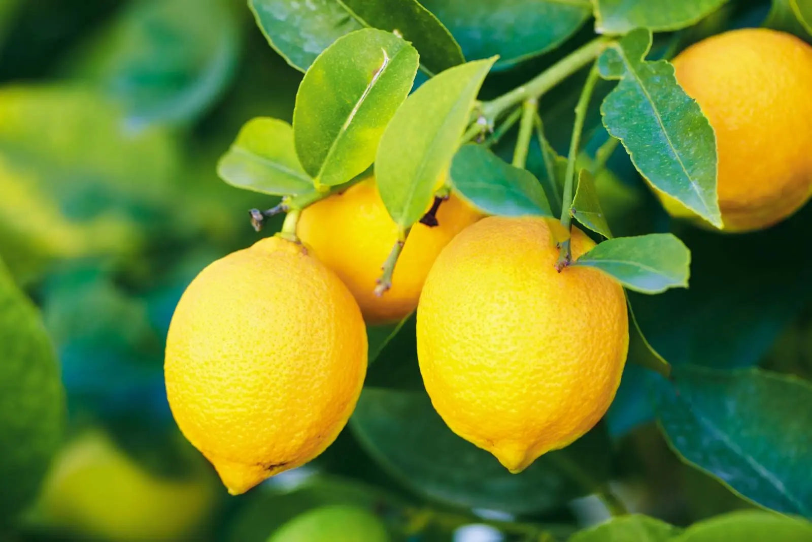 Bandits Blend Essential Oil for Immune Support, Odors and Cleaning Kimberlys Kupboard
