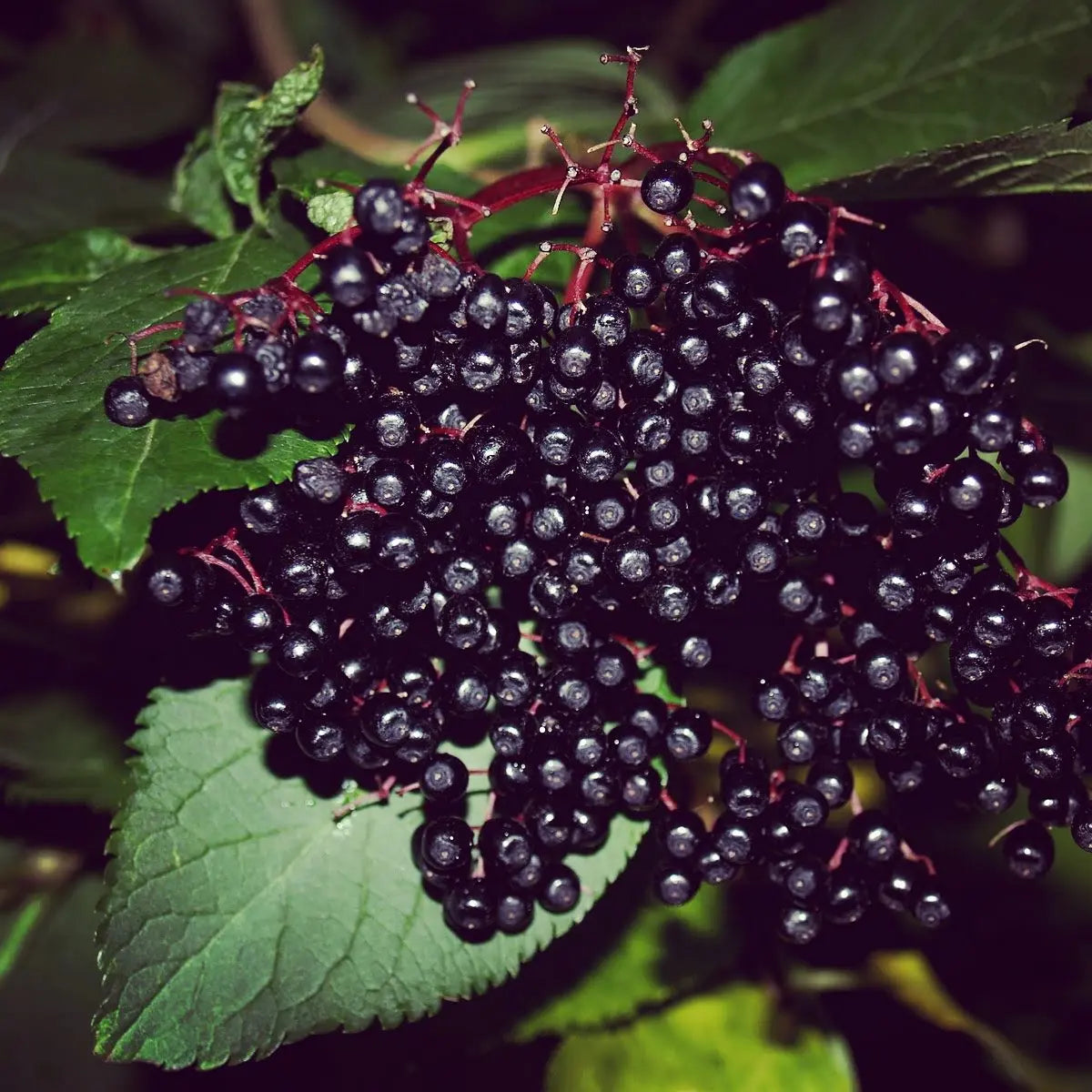 Elderberry tea Caffeine Free Fruity Tea for Healthy Immune System Kimberlys Kupboard