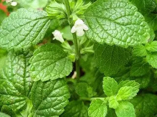 Melissa Tincture--Organic Herbal Extract for Stress, Anxiety and Sadness Kimberlys Kupboard