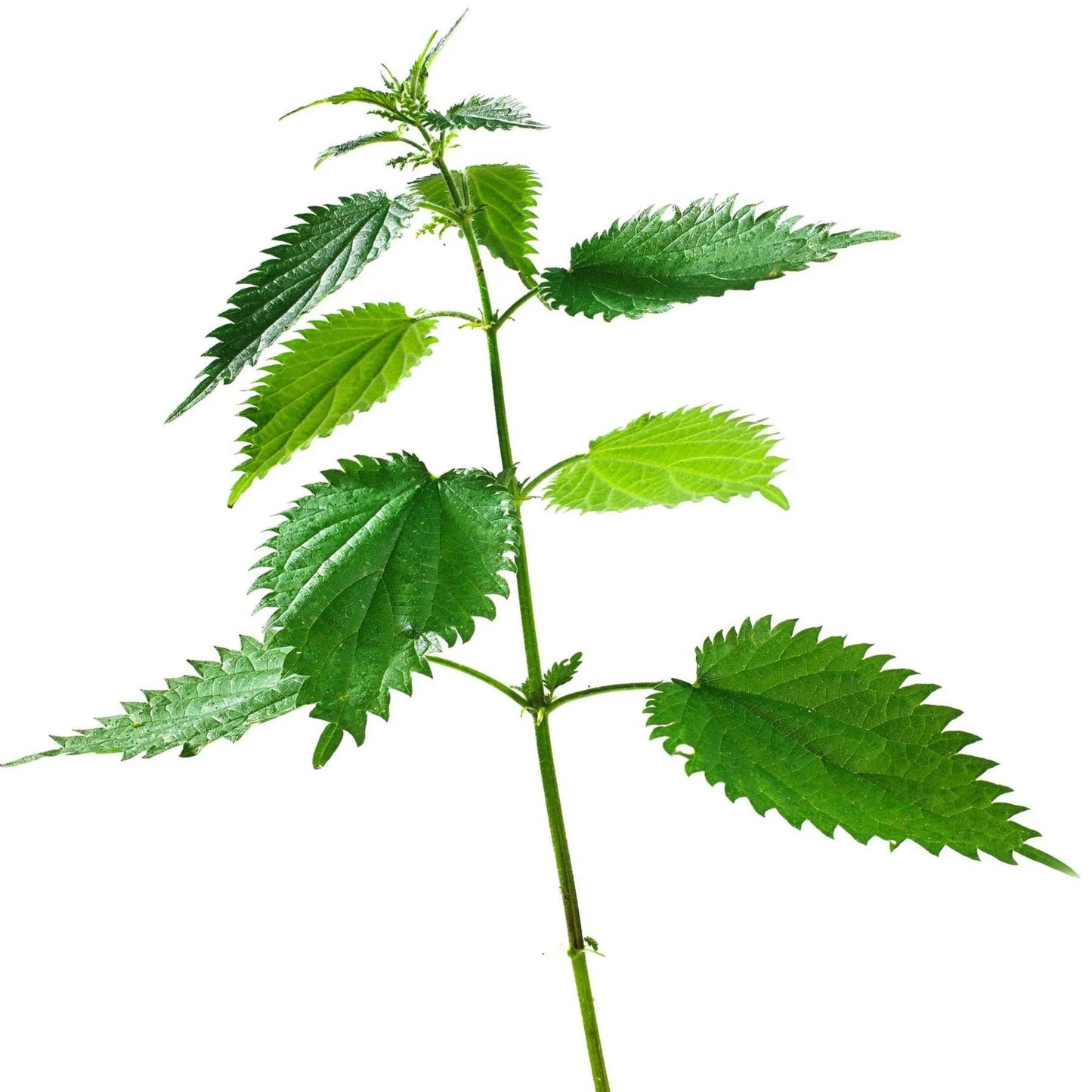 Stinging Nettle Tincture--Organic Herbal Extract for seasonal allergies, UTIs, lactation and adrenal fatigue Kimberlys Kupboard