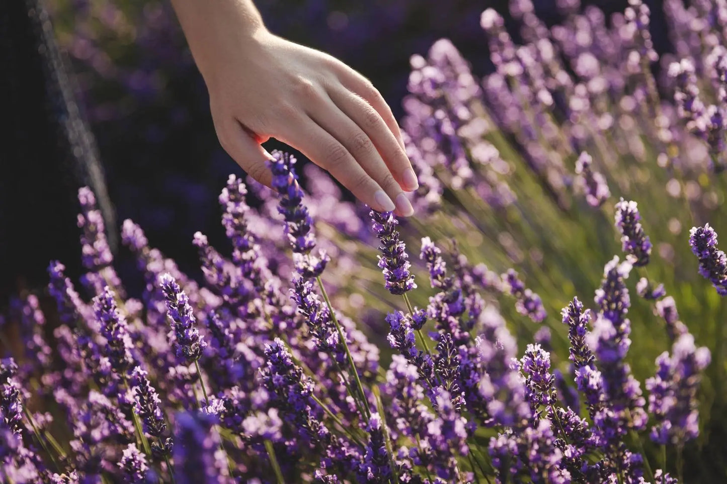 Lavender Essential Oil Spray---Body, Room and Linen Spray for Aromatherapy Kimberlys Kupboard