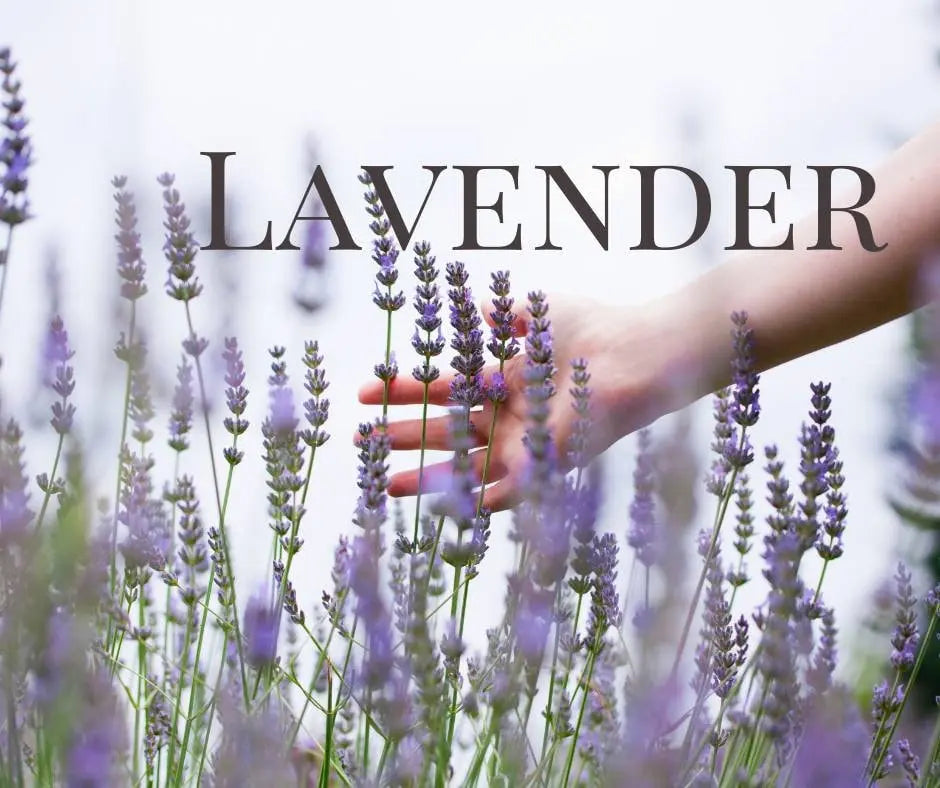 Lavender & Oregano Herbal Salve for acne and fungal infections such as athlete's foot, dandruff, ringworm, toenail fungus, jock-itch Kimberlys Kupboard