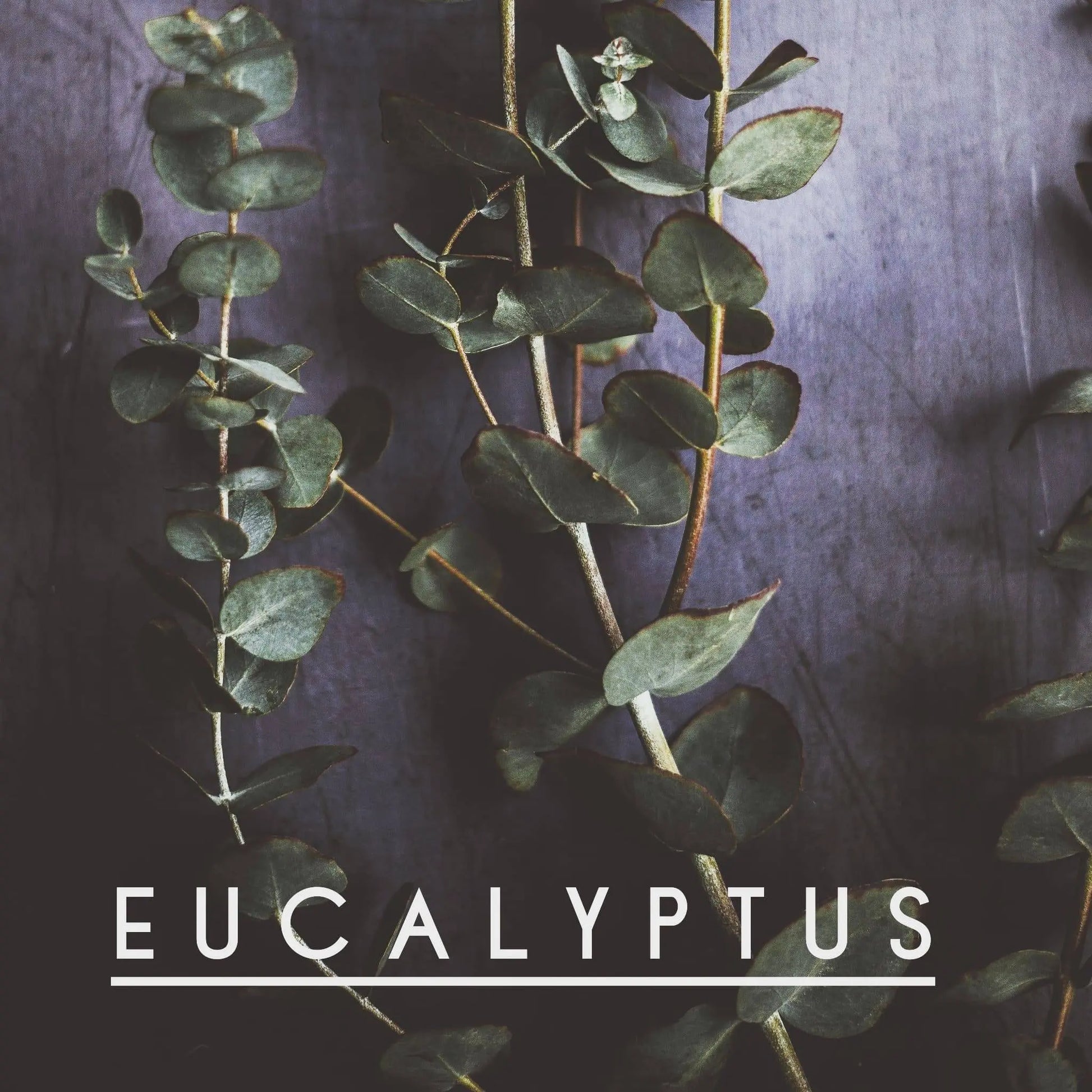 Eucalyptus-- Pure Therapeutic Grade Essential Oil Kimberlys Kupboard
