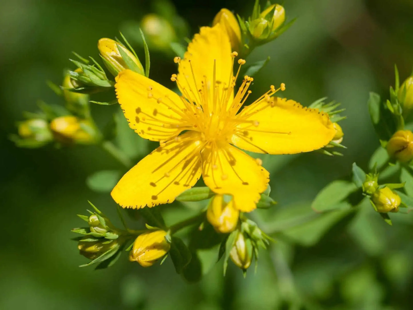 St. John's Wort Tincture--Organic Herbal Extract for nerve pain and sadness Kimberlys Kupboard