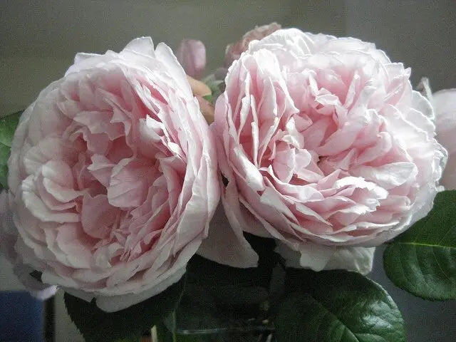 Rose Hydrosol Facial Tonic, Pore minimizer, toning spray, Hydrating spray,  Rose Spray Kimberlys Kupboard