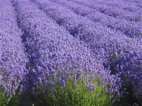 Lavender Hydrosol Facial Tonic...anti-acne and anti-bacterial skincare Kimberlys Kupboard