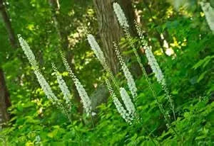 Black Cohosh Tincture--Organic Herbal Extract for Hormonal balance, PMS and Menopause Kimberlys Kupboard