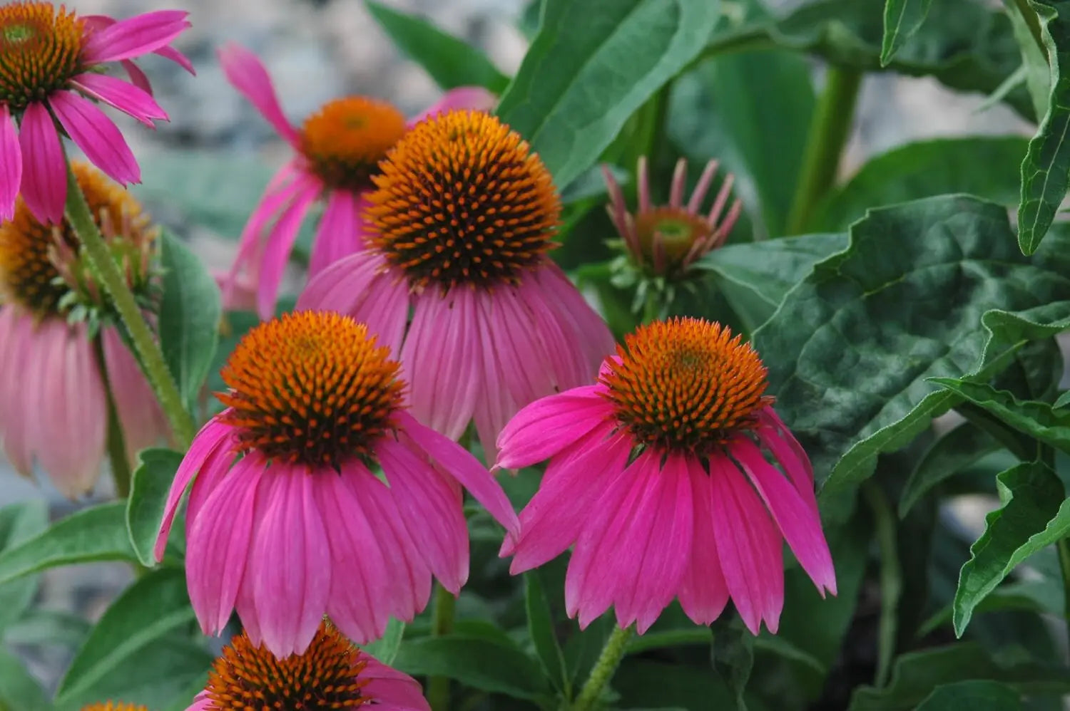 Echinacea Tincture--Organic Herbal Extract for Boosting Immune System Kimberlys Kupboard