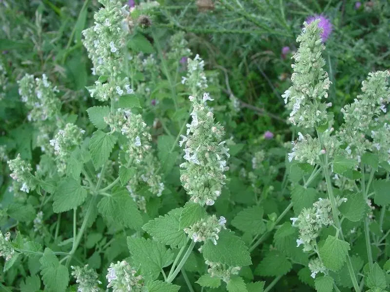 Bug Away! Spray--All Natural, Deet Free Insect Repellant, Made with Catnip Oil! Ticks, mosquitoes,  fleas, flies, ants, spiders and mice! Kimberlys Kupboard