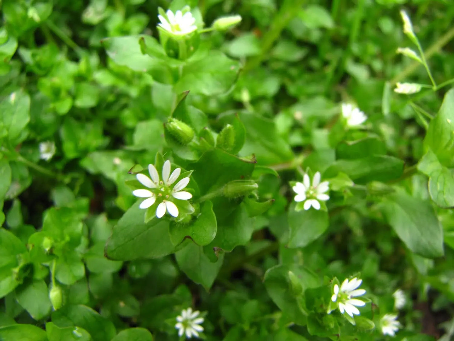 Soothing Dog Salve with Chickweed..Anti-Itch relief for bug bites, bee stings, rashes, allergies and irritated skin Kimberlys Kupboard